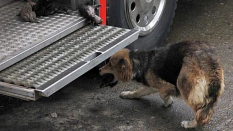 Συγκίνησε τους πυροσβέστες η αυτοθυσία της σκυλίτσας!