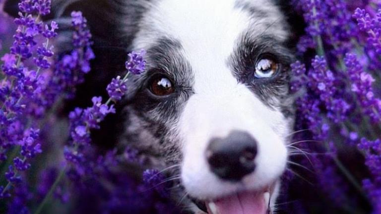 ''ΚΑΘΑΡΟΑΙΜΑ'' ΠΟΡΤΡΑΙΤΑ