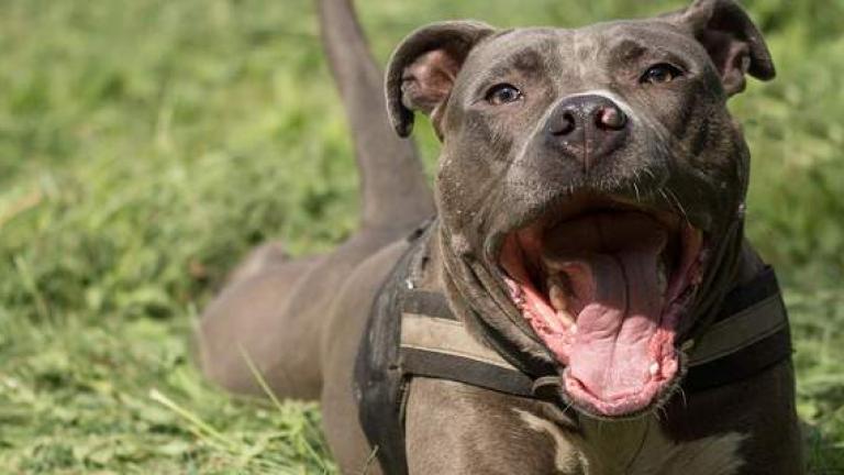 Υπό την επήρεια κοκαΐνης βρισκόταν ένα Staffordshire bull terrier, όταν επιτέθηκε και σκότωσε τον ιδιοκτήτη 