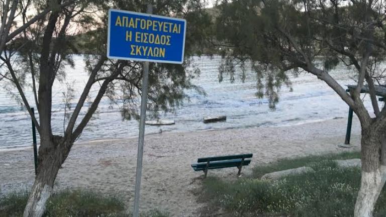 Επιτρέπονται τα σκυλιά στη θάλασσα;