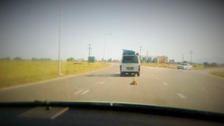 Πρωτοφανές! Δήμος υπερασπίζεται οδηγό που έσερνε σκύλο