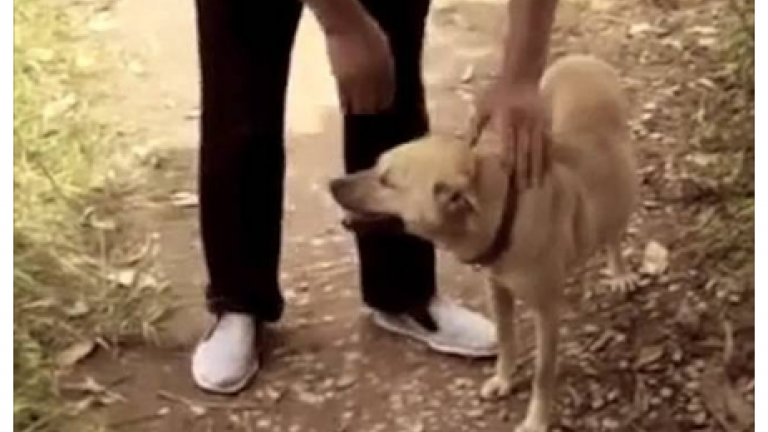 Κίνα: Η απίστευτη ιστορία σκύλου που έσωσε μωρό - Το είχαν θάψει ζωντανό! (ΒΙΝΤΕΟ)