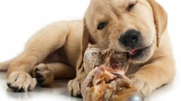 Οι κίνδυνοι από την διατροφή του σκύλου με κόκκαλα 