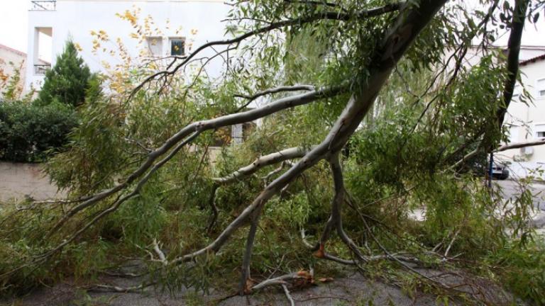 Θανάσιμος τραυματισμός 66χρονου που καταπλακώθηκε από δέντρο