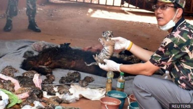Νεκρά τιγράκια σε ψυγείο στον «Ναό των Τίγρεων» της Ταϊλάνδης (ΣΚΛΗΡΕΣ ΕΙΚΟΝΕΣ)