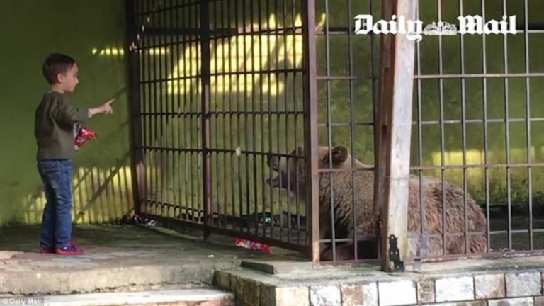 Η μοναξιά και η δυστυχία της αρκούδας στο κλουβί (ΦΩΤΟ&ΒΙΝΤΕΟ)