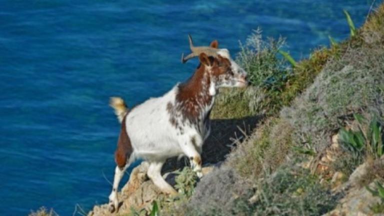 Γυναίκα δέχθηκε επίθεση από τράγο στο Καστελλόριζο