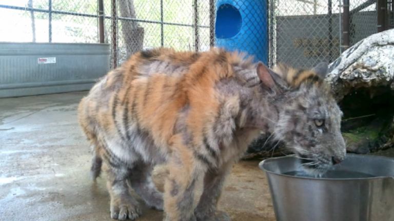 Τσίρκο κακομεταχειριζόταν τίγρη-Ήταν άρρωστη και ζύγιζε μόλις 30 κιλά! (ΦΩΤΟ)