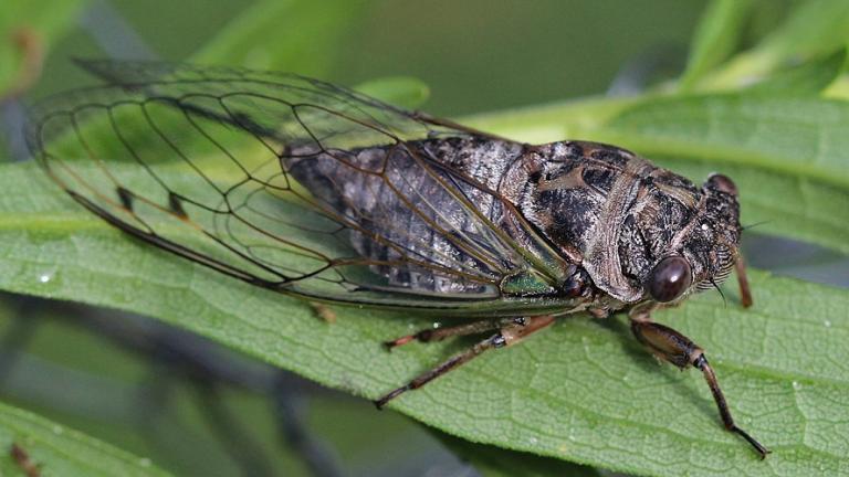 Γιατί τραγουδάει το τζιτζίκι;