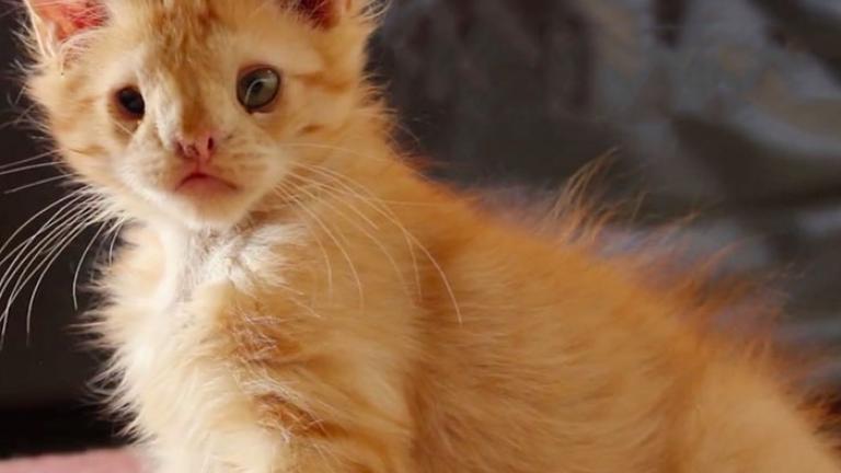 Μια αγκαλιά για το πιο άσχημο γατάκι στον κόσμο