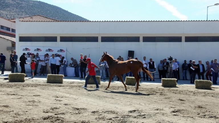 Την Πέμπτη η μεγάλη δημοπρασία 23  καθαρόαιμων ίππων από την Ιπποδρομίες ΑΕ, του ΟΠΑΠ