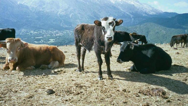 Σε καραντίνα ο Νομός Σερρών εξαιτίας ιού που πλήττει τα βοοειδή