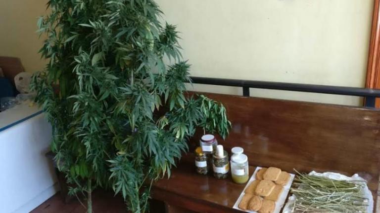 «Ζαχαροπλάστης» καλλιεργητής χασίς στα χέρια της αστυνομίας