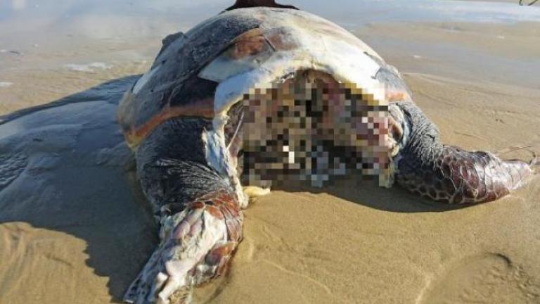 Συγκλονισμένοι παρακολουθούν οι κάτοικοι της Νάξου τη μαζική εξόντωση θαλάσσιων χελωνών