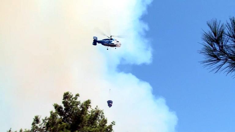 Ολοκληρωτική είναι η καταστροφή στις καλλιέργειες των μαστιχόδεντρων στη Χίο