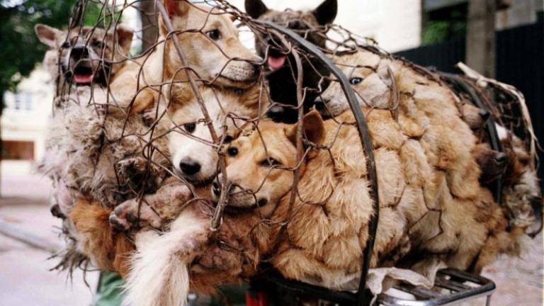 Ο Ματ Ντέιμον κατά της θανάτωσης σκύλων (ΒΙΝΤΕΟ+ΦΩΤΟ) 