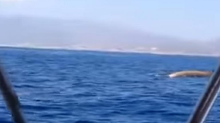 Σπάνια φάλαινα έκανε βουτιές στην Κρήτη 