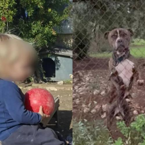 Ζάκυνθος: Τι αποκάλυψε η μητέρα του 2χρονου για την επίθεση του πίτμπουλ — «Τρόμαξε από πυροβολισμούς»