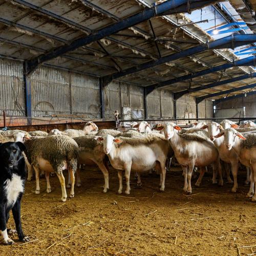 αιγοπροβατα