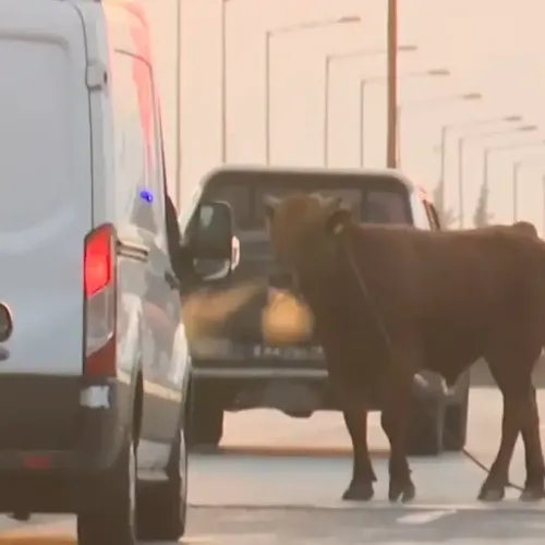 Θεσσαλονίκη: Αναστάτωση στην Σίνδο με ταύρο που... «έκοβε βόλτες» στην Εθνική Οδό