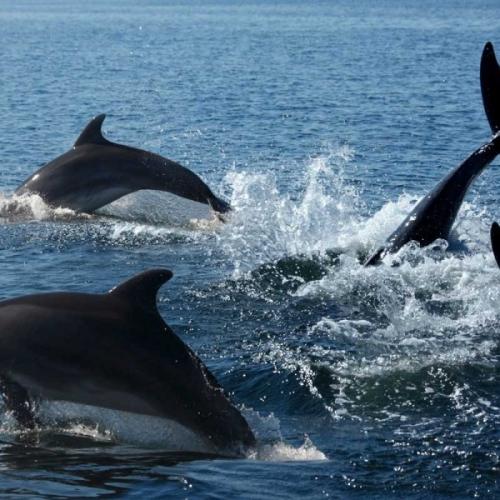 dolphin KAMIKAZI